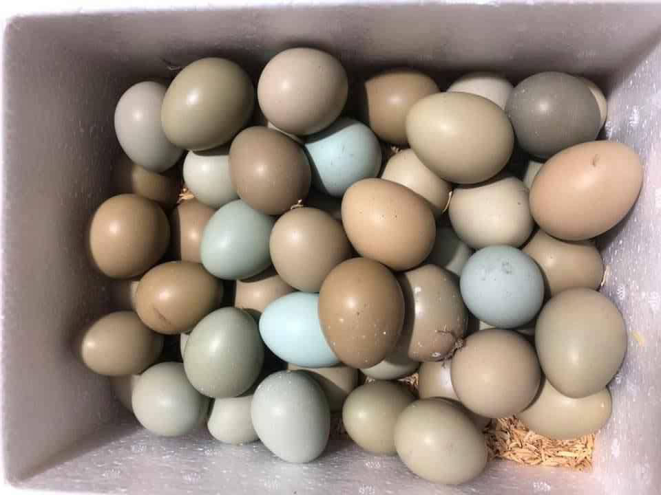 cửa hàng bán trứng chim trĩ