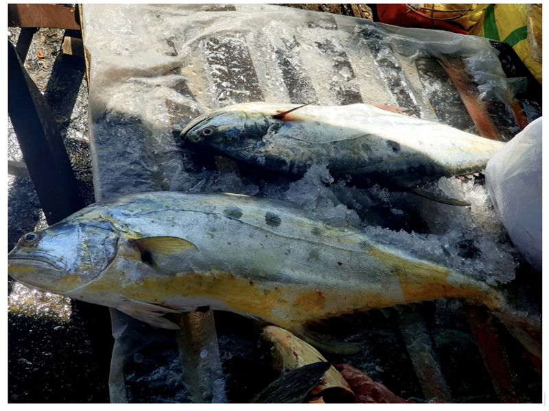 Khô cá Bè Trang được làm từ những con cá Bè Trang đánh bắt tại vùng biển Phú Quốc