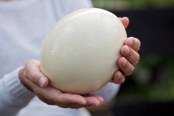 Trứng đà điểu – 350k/quả